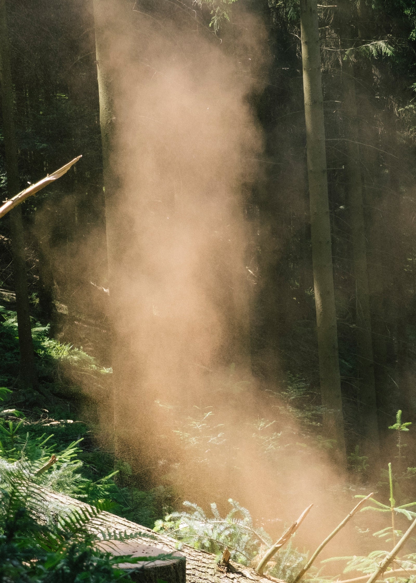 THE IDEA OF A FOREST THROUGH SMELL